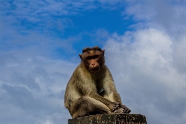 Albino-Monkey