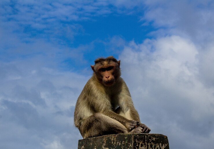 Albino-Monkey